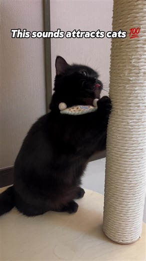 Understanding Cat Sounds and Their Meanings