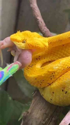 Feeding golden VIPER!
