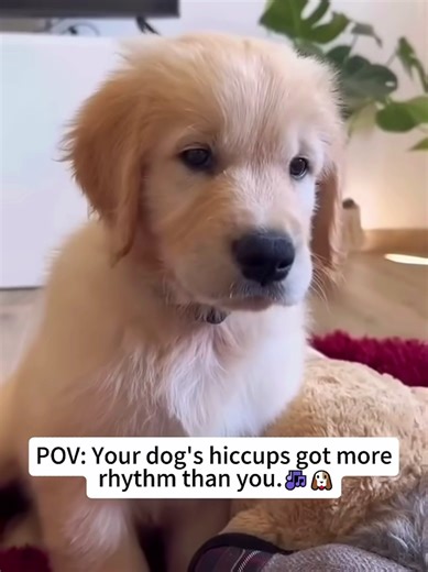 Understanding Why Dogs Get Hiccups
