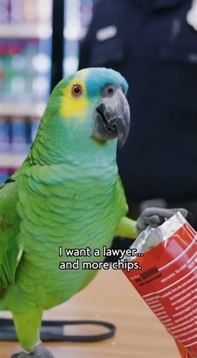 Parrot vs Cop: Therapy Snacks Gone Wrong