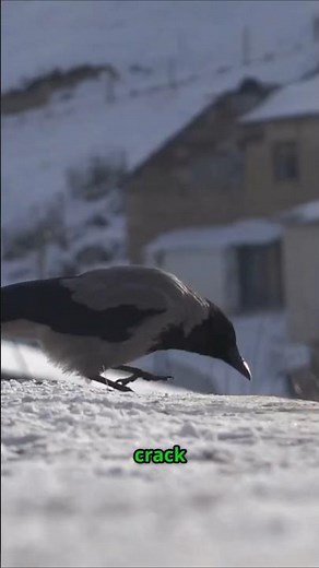 11 Mind-Blowing Facts About Crows | Visual Education