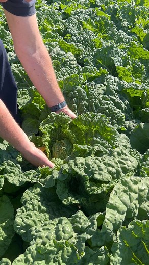 5.5K views · 59 reactions | Stewart Fox is back talking all things new season UK Crossed Savoy Cabbage! 塞 They’re now available to order, with the batch Stewart’s showcasing here ready for harvest next week. A fantastic new variety that’s fresh, vibrant, and full of flavour, definitely one to trial this season.  Get in touch to place your order or to learn more! | Nationwide Produce PLC | Facebook