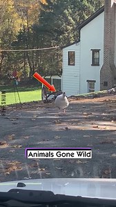 636K views · 6.5K reactions | Animals Gone Wild | FikShun Stegall | Facebook