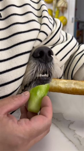 Dog Lovers Club on Instagram: "Trying to trick my dog 🐶"