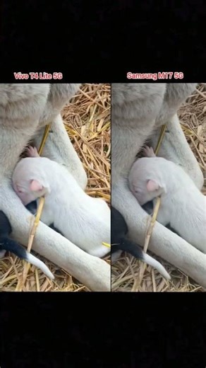 Vivo T4 Lite 5G vs Samsung M17 5G Camera Test | Low Light & Outdoor