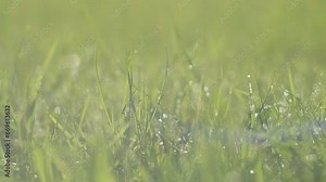 Juicy bright green grass in sunlight. Close up. Lawn background. Texture of new grass growing in field. Meadow on warm sunset or sunrise time. Tranquil nature scene. Golden hour. Greenery, dew drops