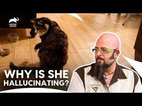The Cat Who Attacked Her Own Body | My Cat From Hell S4 E16 | Animal Planet India