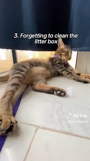 Cat Tigrous on TikTok