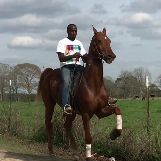 Thompson Stables AMERICAN SADDLEBRED Training