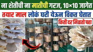 1.5M views · 14K reactions | ना शेतीची गरज ना मातीची आवश्यकता, गव्हाच्या भुस्कटापासून पिकवलं पांढरं सोनं | मशरूम पिकला शहरात प्रचंड मागणी Mushroom Farming Business | Mushroom Sheti #mushrooms #AgricultureBusiness #farming #agriculture #shetkari #maharashtra #mushroomfarming #AgriBusiness | The News Field | Facebook