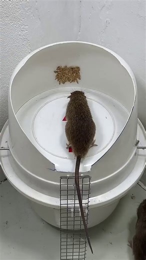 This might be the best trap ever… wait till you see it 😳