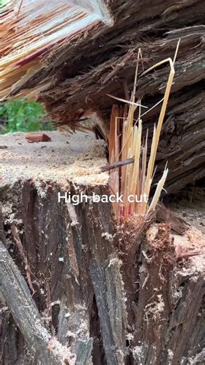 Buckin' Billy Ray Smith on Reels