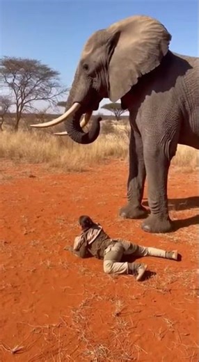 HERO Elephant Saves Woman from Lion Attack! 😱 (Unbelievable Footage) 🐘❤️
