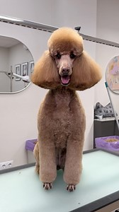 92K views · 3.2K reactions | Laba diena su vištiena, va ir pudelio kirpimas ✂️﫶 #kirpyklagarbanius #poodlesofinstagram #doggrooming #doggroomer #poodlelove #poodlegram #furryfriends #poodlegrooming #doggroominglife | Garbanius Grooming | Facebook
