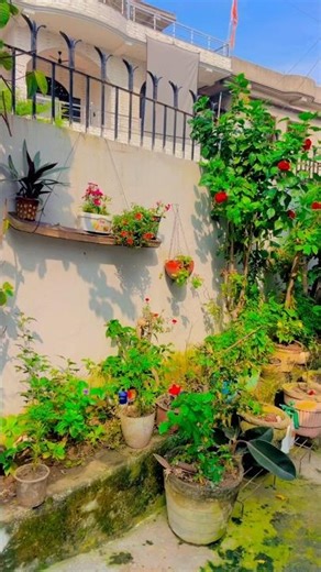 ☀️morning view in my garden 👩🏻‍🌾🪴🌿#garden #gardenplants #ytshorts ytshorts