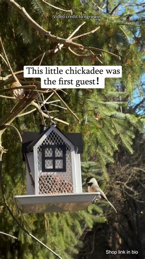 Who Will Be the First to Visit? 🐦 Testing the New Kingsyard Feeder!