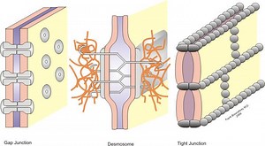 Cell–cell interaction - Alchetron, The Free Social Encyclopedia