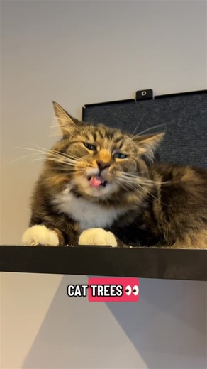Stac Pets- Innovative Cat and Dog Products | Happy Valentine’s Day! Use code VALENTINE26 for 10% off everything plus a free catnip treat stick with every order 😻💖 international... | Instagram