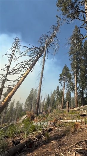 Death Tree Fell Down 😱😱😱 / Tree Cutting #shorts #treecutting #chainsaw #forestwork #logvanta