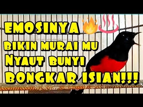 the emotions of the magpie robin make other magpie robins sing along