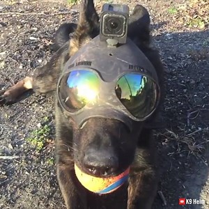 1.7M views · 7.7K reactions | This special tactical helmet for dogs allows them to assist in various missions.. | Interesting Engineering | Facebook