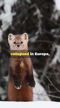 The Mink Massacre Tiny Predator, Huge Impact