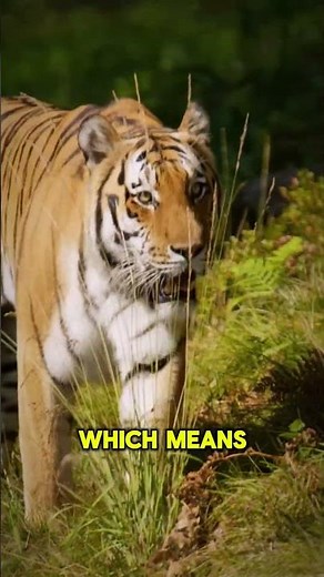 The Tiger's Stripes: Nature's Master Disguise #tiger #bigcat