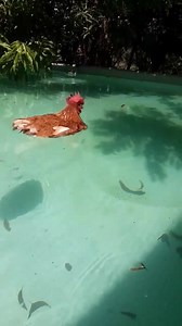 196K views · 4.6K reactions | Meet swimming chicken Kylie. During the heatwave in Queensland, the pool seems the only reasonable place to be... Video by Al Smith | Avantgardens | Facebook