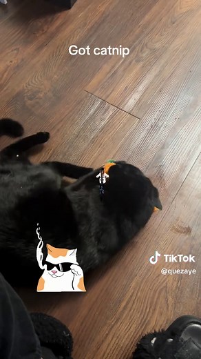 QuezayeVr (@quezaye)’s videos with Because I Got High - Extended Version - Afroman