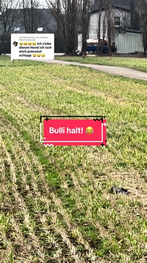 Lustige Momente mit meinem Miniatur-Bullterrier