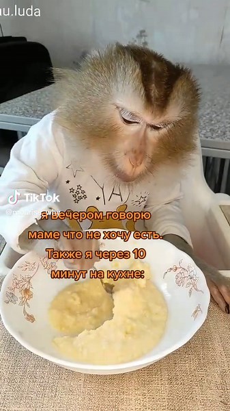 Monkey Eating with Spoon in Cute Video