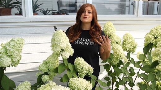In this video, Laura walks you through a very easy way to dry out your hydrangea blooms so you can then enjoy them indoors in a beautiful vase! If you still have questions after viewing the video, this article on our website might help! pwwin.rs/HTDryhy25 | Proven Winners