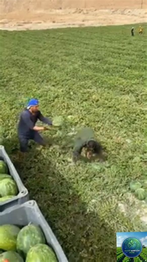 High-Speed Manual Watermelon Harvesting and Loading | #agritech #farming #satisfying #viral
