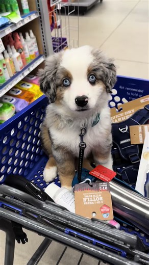 Shopping and a pup cup to celebrate 2 weeks at my forever home! #puppytiktok #puppiesoftiktok #dogsoftiktok #MiniAussie #pupcup