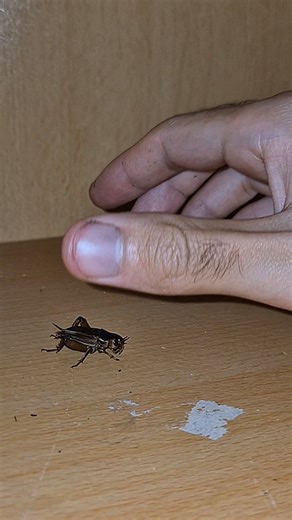 Alex Fourmis on Instagram: "Carebara Diversa #insects #fourmis #ants #antkeeping #animals"