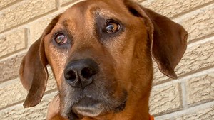 'Dog-Egg Challenge' can be deadly; Veterinarians warn