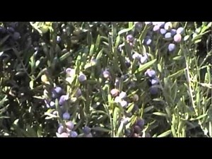 EN - Electroliv Electronic Vibrating Olive harvester - INFACO