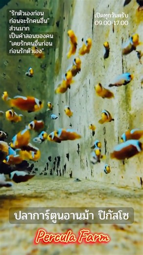 น้อง ปลาการ์ตูนอานม้า (Amphiprion polymnus) อยู่ร่วมกับ สายพันธุ์ปิกัสโซ (เป็นสายกลายพันธุ์จาก Amphiprion percula / ocellaris) ทั้งคู่ต่างนิสัย แต่ก็อยู่ด้วยกันได้อย่างกลมกลืน…เหมือนความรักเลยละครับ 😉 💬 เขาว่า “ต้องรักตัวเองก่อน…ก่อนจะรักคนอื่น” แต่ในชีวิตจริง… หลายคน “รักคนอื่นก่อน” แล้วเพิ่งนึกได้ว่าลืมรักตัวเอง 💔 เหมือนปลาทั้งสองตัวนี้ ตัวเล็กแต่มี ‘พื้นที่ของตัวเอง’ เสมอ ใครเข้ามาใกล้…ก็ต้องเคารพเขานิดนึงนะครับ 😄 🐠 ปลาการ์ตูนอานม้า – ชอบพื้นทราย เป็นนักระบายพื้นที่ เก่งในการดูแลอาณาเขต 