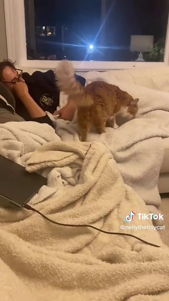 Battle of the Furry Friends: Cat vs. Car!