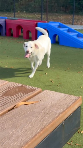 Doesn’t matter how small the puddle is, he’s rolling in it | Julie Maloney