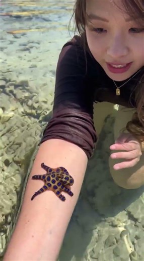 Beboa and the Blue-Ringed Octopus