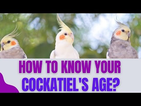 How To Know Your Cockatiel's Age? | Difference Between Adult & Young Cockatiels: Life Stages
