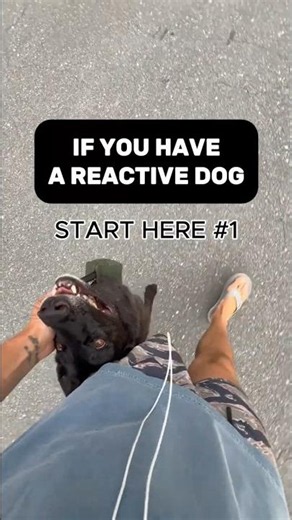 Reactive Dog Training: Stop Blaming Yourself and Find the Cause
