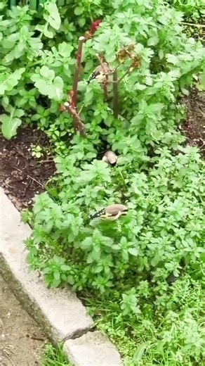 Wild goldfinches 🌿🐦💕#goldfinch #Goldfinches_in_the_wild #nature #carduelis #wild_birds #birds