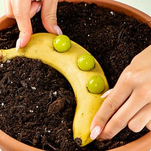 172K views · 475 reactions | New plant growing techniques | 5-Minute Crafts | Facebook