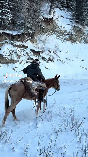 Riding a Mule with a Mountain Lion & Elk Antler