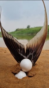 Unique Fishing Video. Viral Video. Best fish video. #fish #river #egg #big #come #out #best | Fisherman Animal Lover-Original