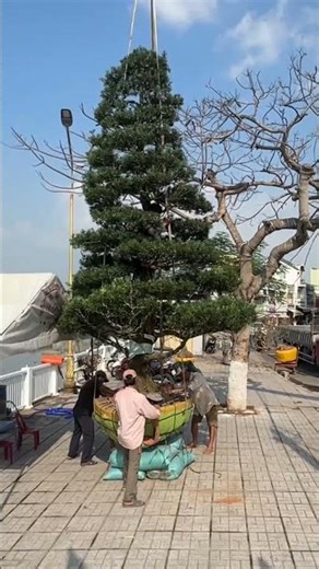 A giant pine tree arrives at Linh Xuyen Spring Flower Market.