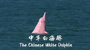 Offering a panoramic view of the Chinese white dolphin's living environment, its migration and its reproduction process, this documentary series shows how man and nature coexist in harmony. Join us for the CGTN documentary "The Chinese White Dolphin." For more: https://news.cgtn.com/news/2024-05-22/Documentary-The-Chinese-White-Dolphin-coming-tonight-1tOcaV0hjJS/p.html | CGTN
