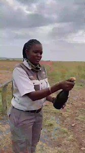 Adventure in the air: Flying safari across Kenya’s national parks